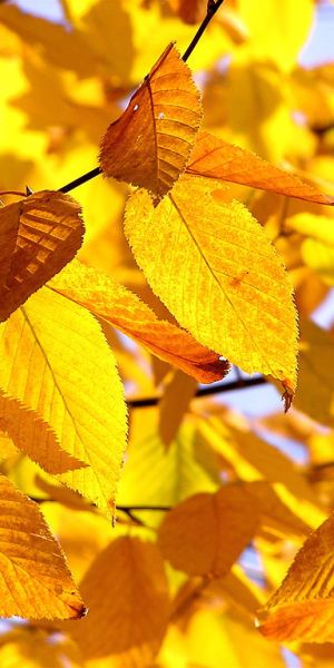 yellow leaves are hanging from the branches of a tree