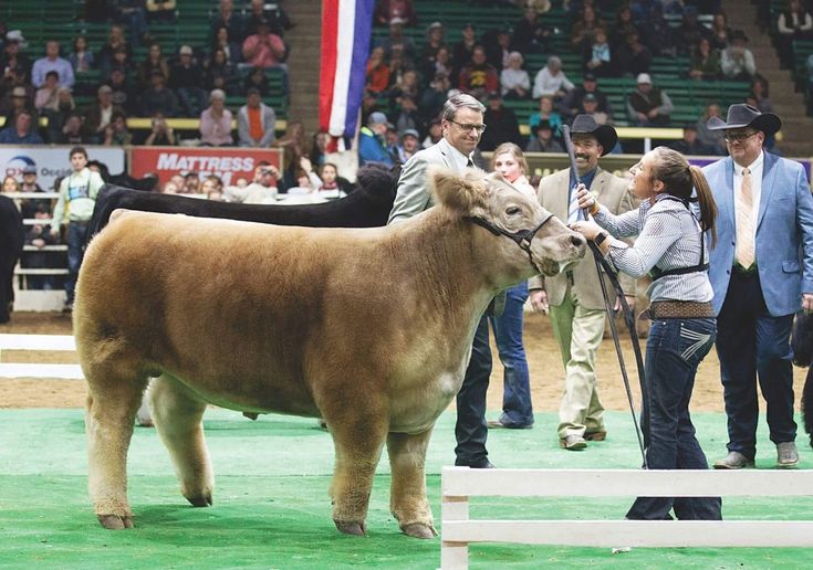 a woman standing next to a brown cow on top of a lush green field in front of a crowd