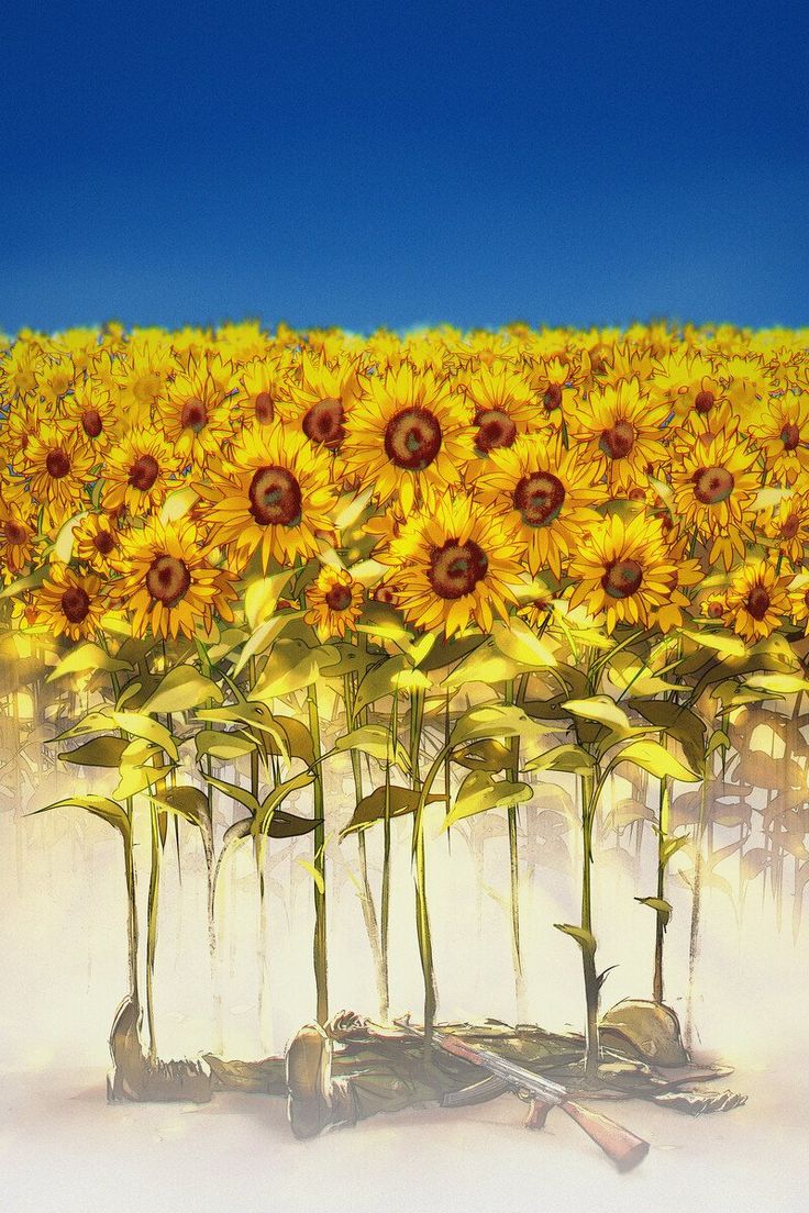 a large field of sunflowers with blue sky in the background