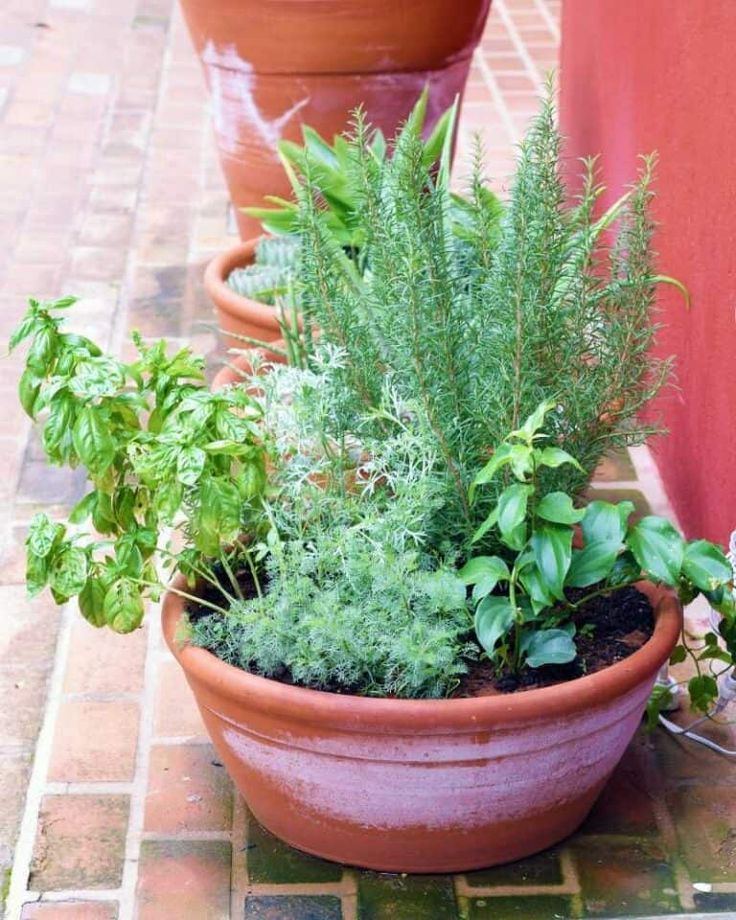 three potted plants sitting next to each other on a tile floor in front of a red wall