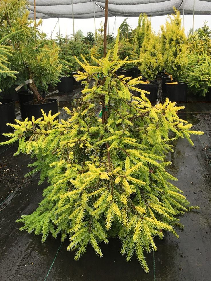 a small pine tree in a greenhouse