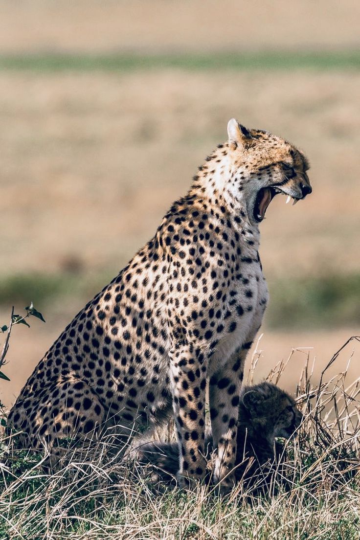 a cheetah sitting in the grass with its mouth open