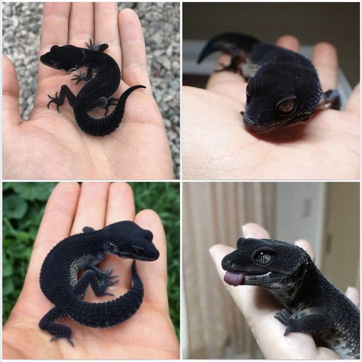 four pictures of different types of animals in their hands, including a lizard and a gecko