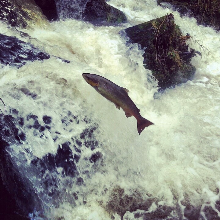 a large fish jumping out of the water