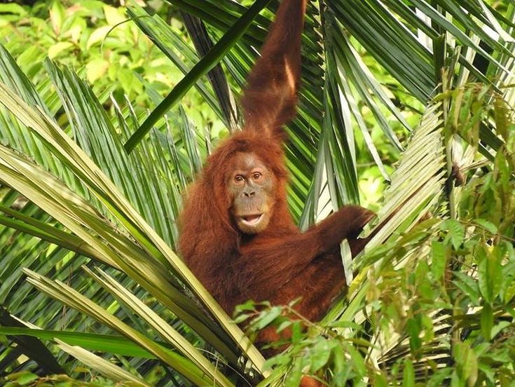 an oranguel hanging from a tree in the jungle