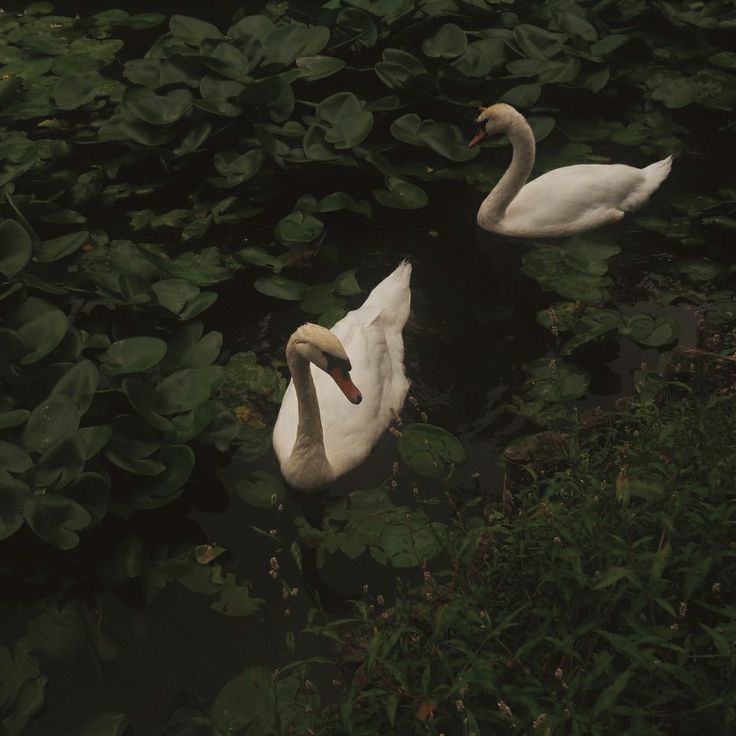 two white swans swimming in the water surrounded by green plants