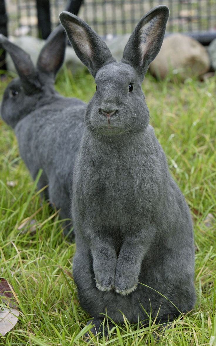 two gray rabbits sitting in the grass next to each other and one is looking at the camera