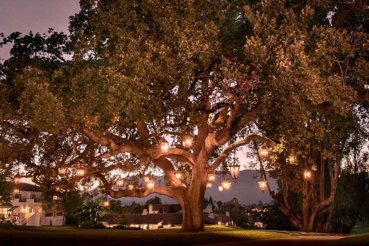 a large tree with lights hanging from it's branches