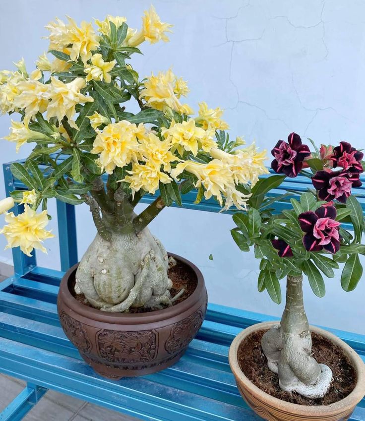 two potted plants sitting on top of a blue wooden bench next to each other