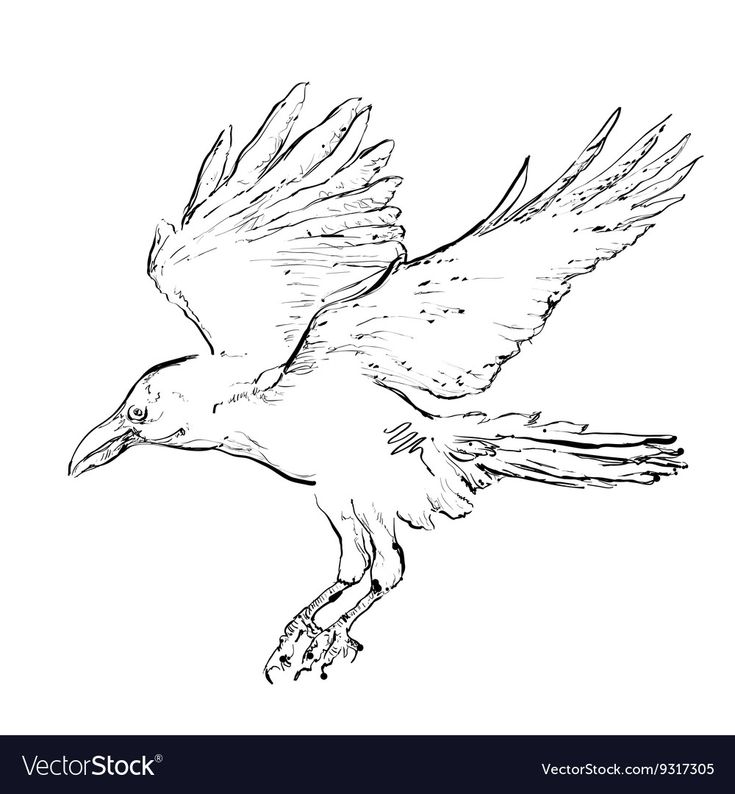 a black and white drawing of a bird flying with its wings spread out stock photo