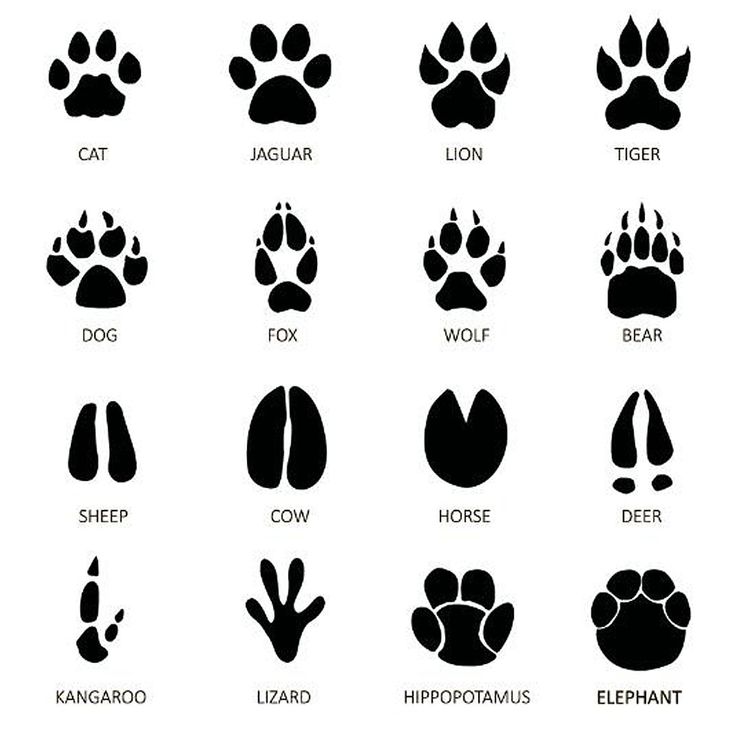 an animal's footprints are shown in black and white, as well as the foot print