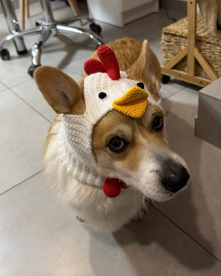 a dog wearing a knitted chicken hat