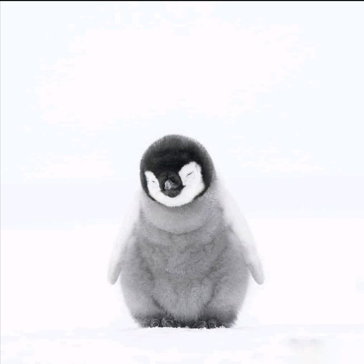 a small penguin standing on top of snow covered ground