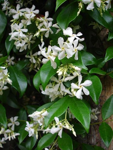 white flowers are blooming on green leaves