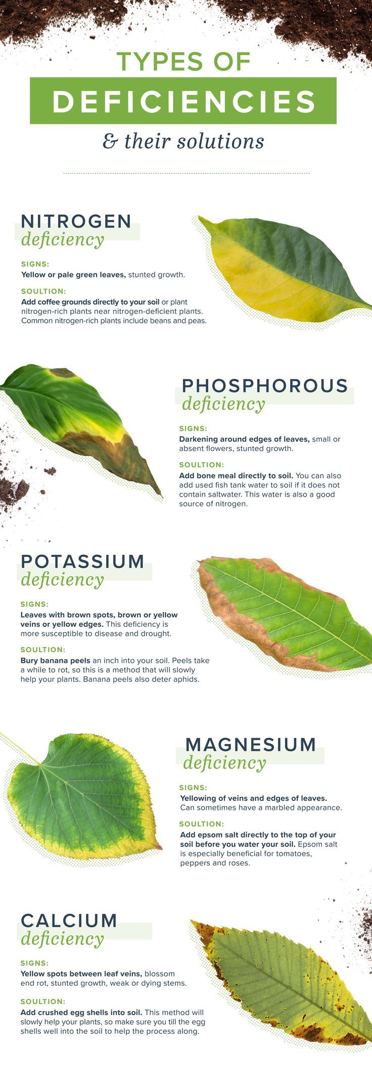 the different types of leaves are shown in this poster