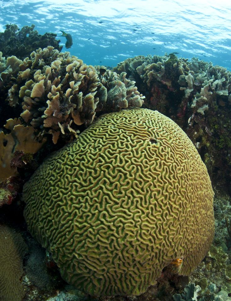 a large green coral on the ocean floor