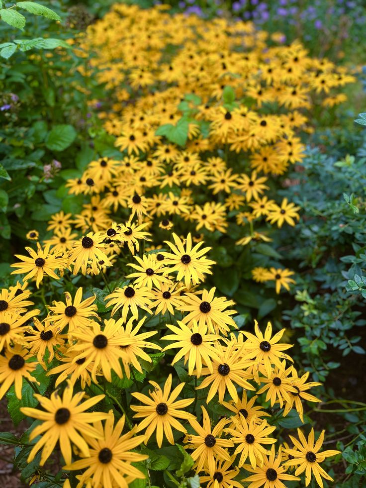 many yellow flowers are growing in the grass