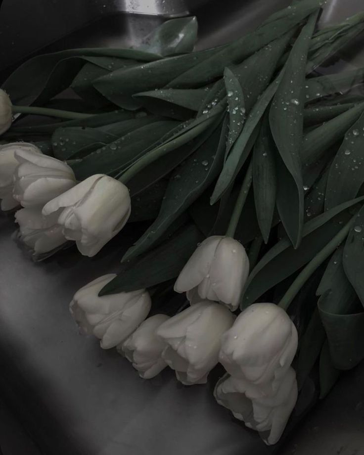 white tulips with water droplets on them sit in a metal sink, ready to be washed