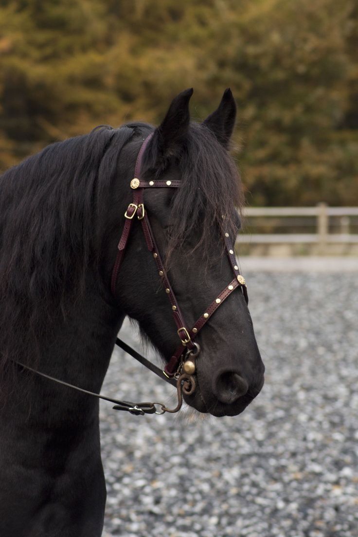 a black horse wearing a bridle and reins on it's head standing in gravel