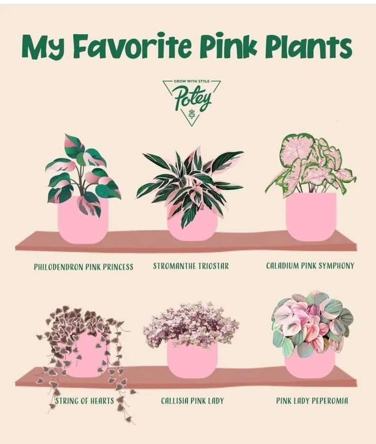 a pink poster with different types of plants on it's shelves and the words, my favorite pink plants