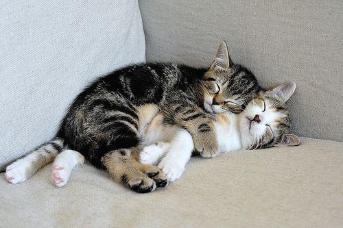 two kittens cuddle together on a couch