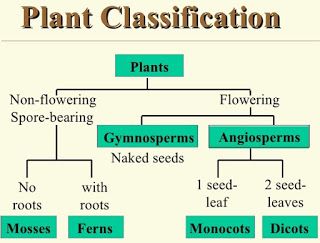 a plant is labeled in the diagram below