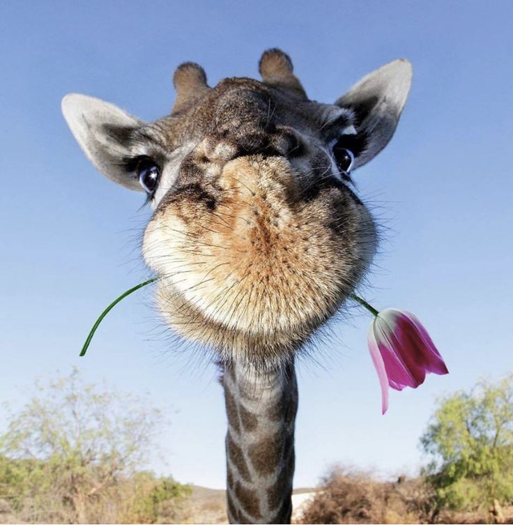 a giraffe with a flower in it's mouth looking at the camera