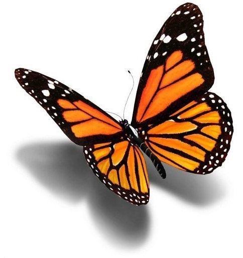 a large orange butterfly flying through the air