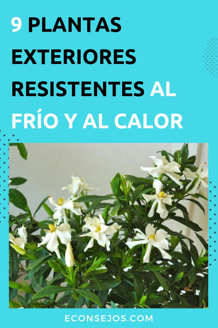 a potted plant with white flowers in it and the words 9 plantas exteriores resistetes al frio y al calor