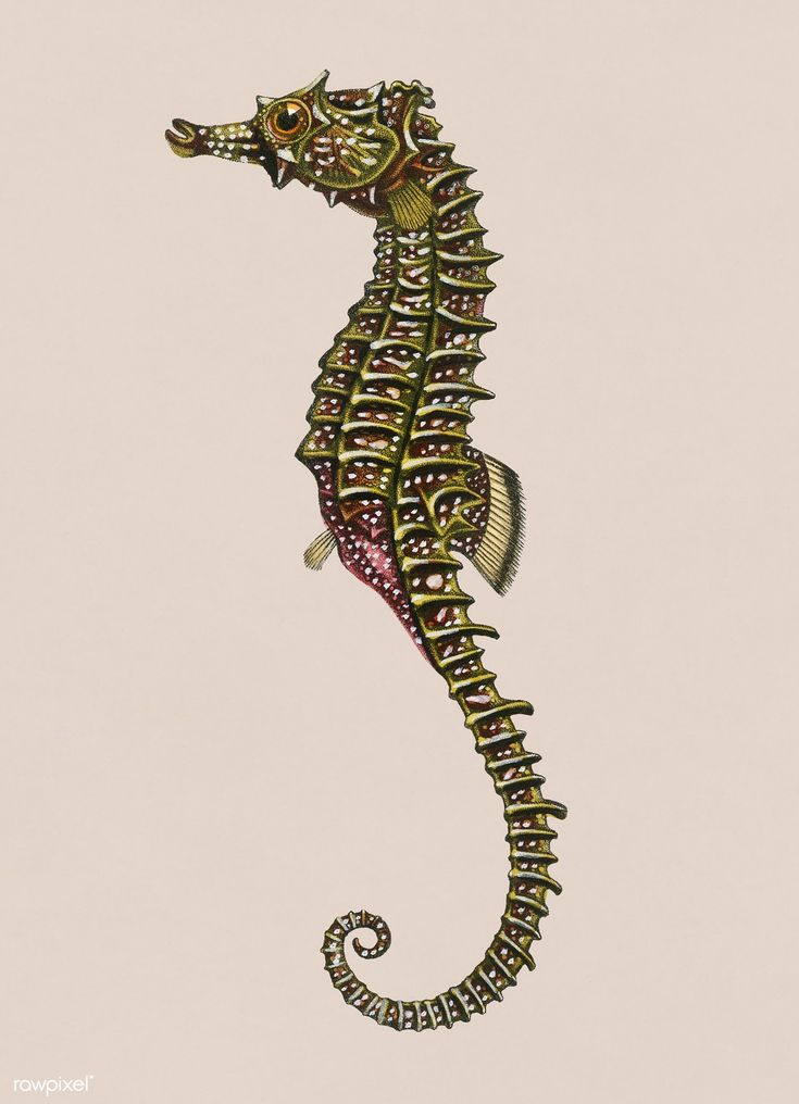 a drawing of a seahorse on a white background with an intricately designed tail