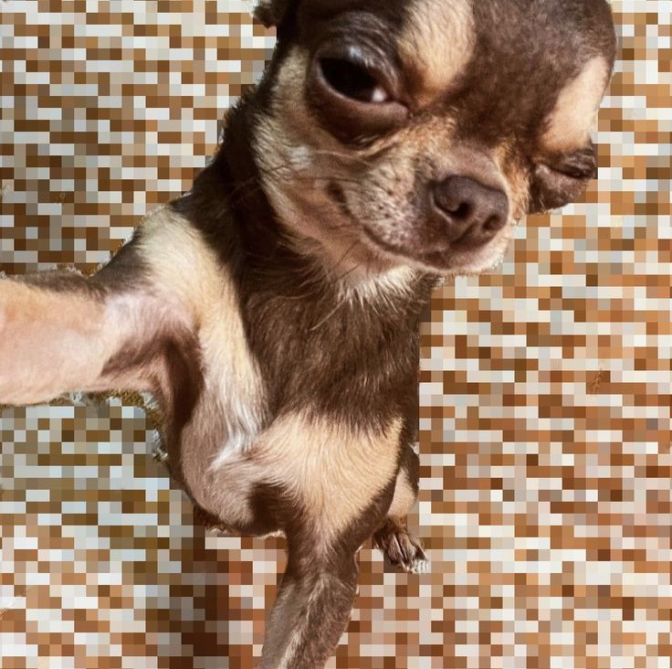 a small dog standing on its hind legs in front of a tiled wall and floor