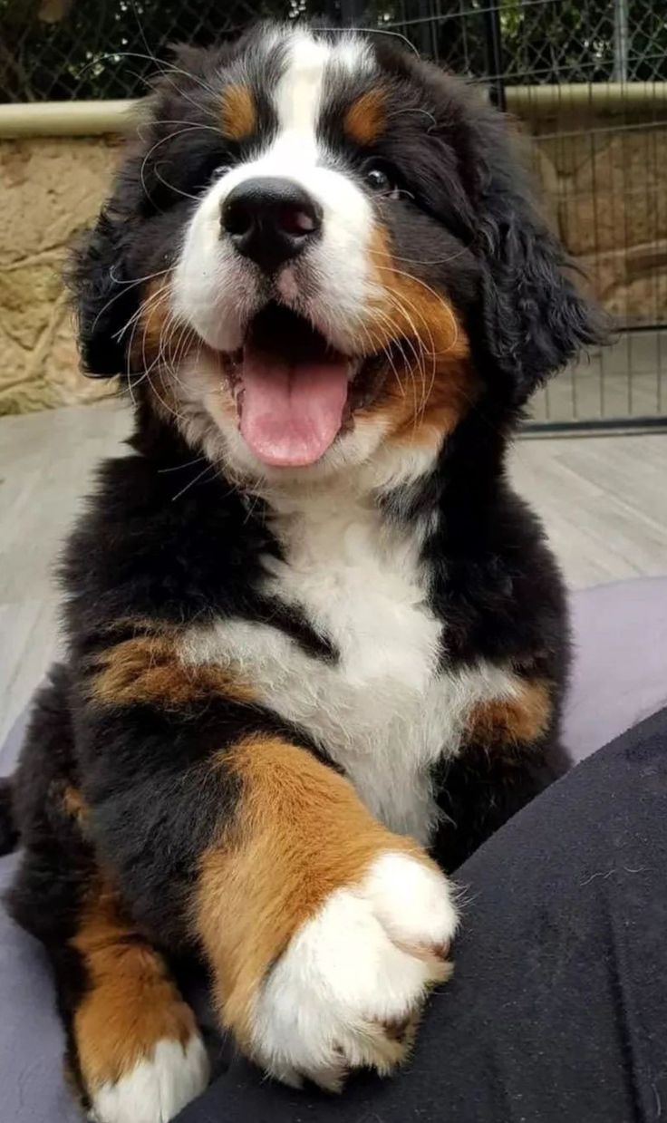 a dog that is laying down with its mouth open