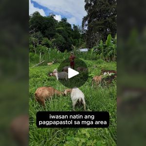 an image of animals in the grass with text that reads, wasan nattin ang pagapasto sa maga area