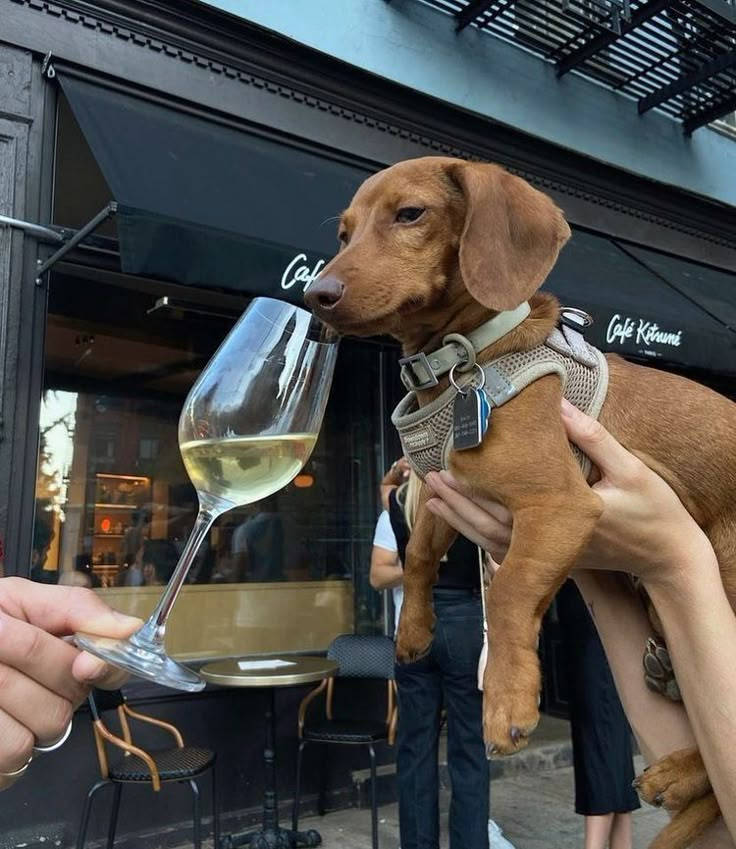 a person holding a wine glass with a small dog on it's lap, while another mans hand holds the glass in front of him