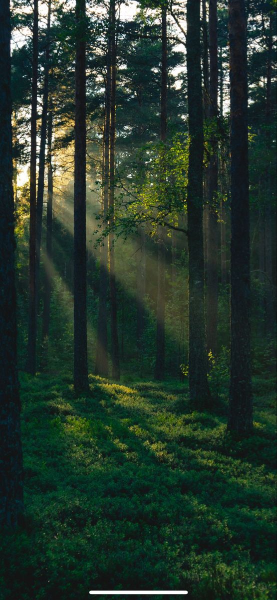 sunlight shining through the trees in a forest