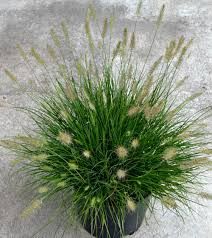 a potted plant sitting on top of a cement floor next to a sidewalk with grass growing out of it