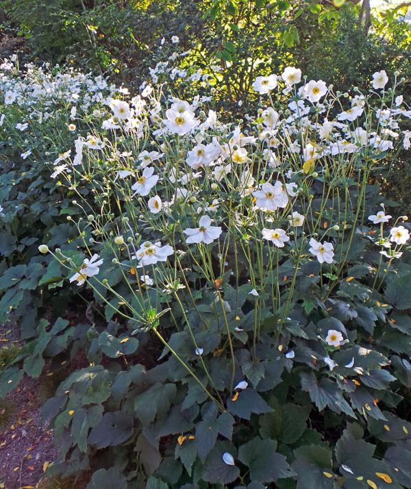 some white flowers are growing in the grass