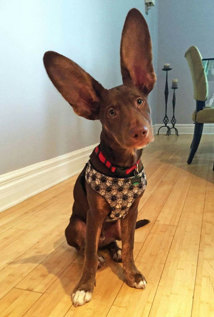 a brown dog sitting on top of a hard wood floor