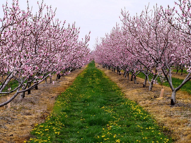 rows of trees with pink flowers on them