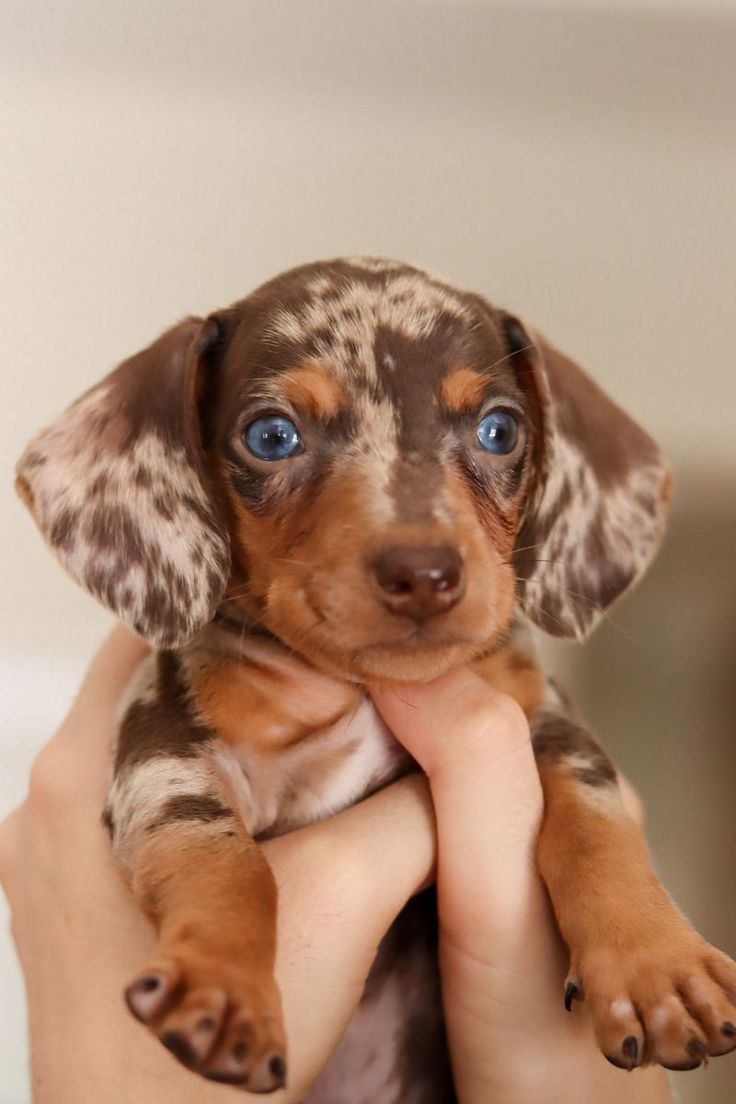 a small brown and black puppy sitting on top of its owner's hand with blue eyes