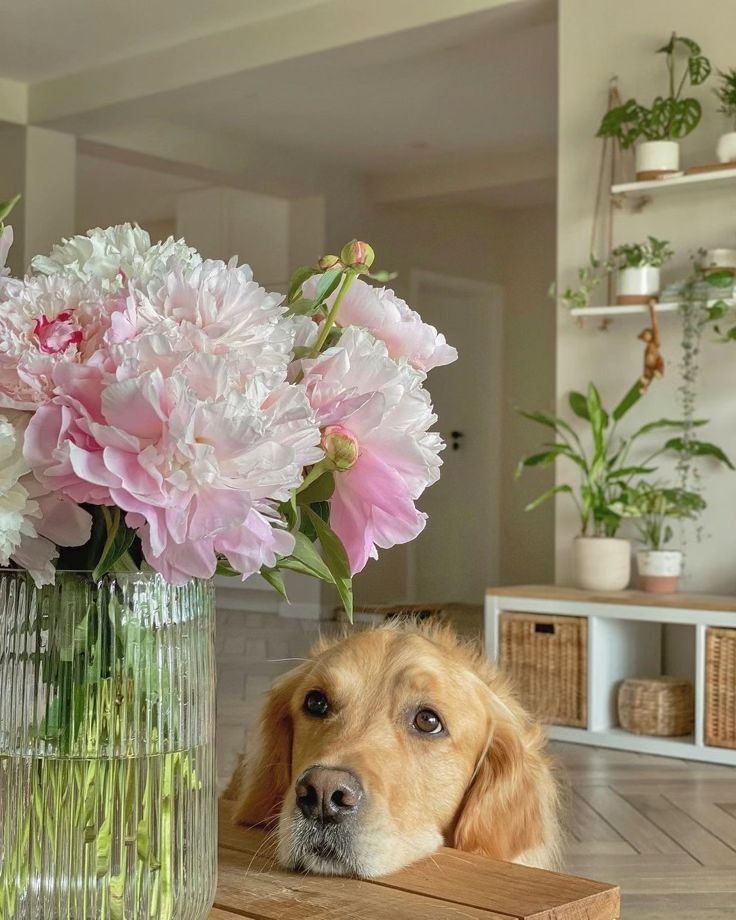 a dog laying on the floor next to a vase with flowers in it