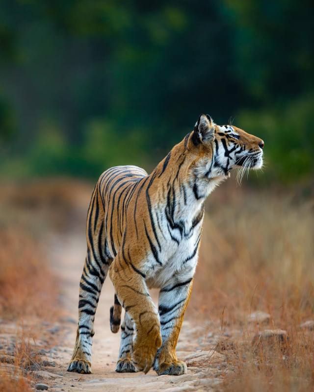 a tiger walking across a dirt road next to tall brown grass and trees in the background