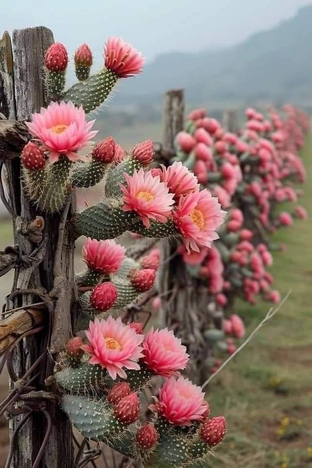 pink flowers growing on the side of a wooden fence