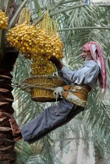 a man holding a basket filled with bananas on top of a palm leaf covered tree