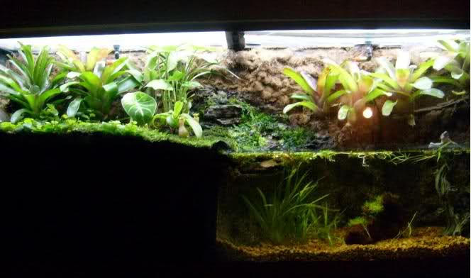 an aquarium filled with plants and rocks