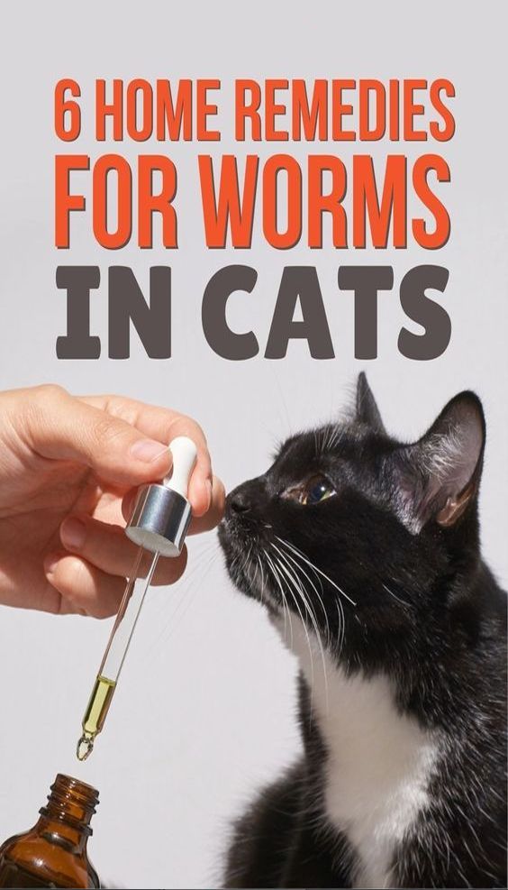 Home remedies for worms in cats: Check out our article and find out how you can deal with boring worms in cats! How To Get Rid Of Worms In Cats, Cat Dewormer, Cat Worms, Cat Remedies, Cat Illnesses, Cat Vet, Natural Pet Care, Cats Stuff, Homemade Cat