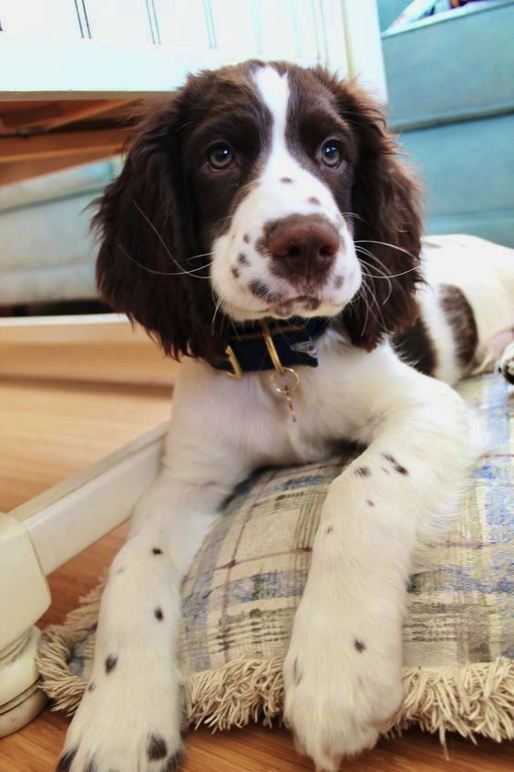 a brown and white dog laying on top of a pillow