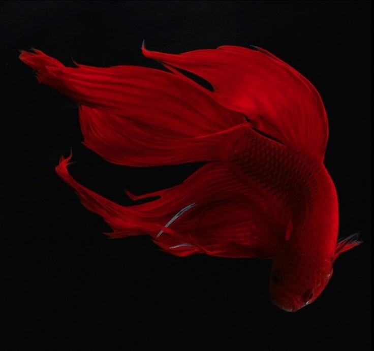 a red siamese fish swimming in the dark water with it's tail curled up