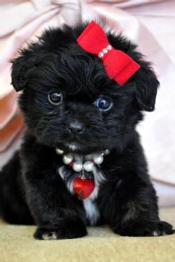 a small black dog with a red bow on it's head is sitting down