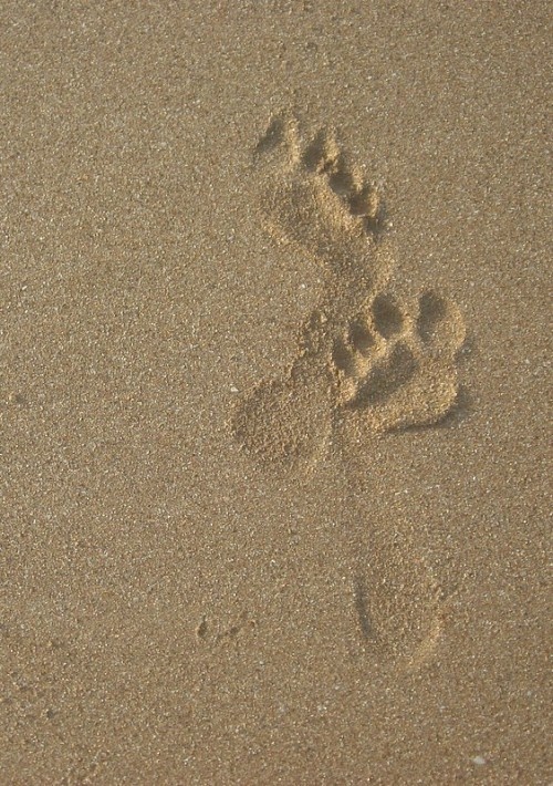 an animal paw prints in the sand